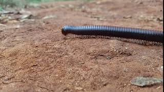 Millipede walking [upl. by Ferd]