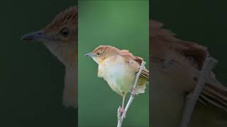 Broad Tailed Grassbird The rearrest Grassbird of india [upl. by Mhoj495]