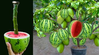 Great technique for grafting Mango tree and watermelon with Onion how to grow mango tree many fruit [upl. by Blaise]