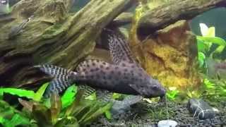 Synodontis Eupterus African Featherfin Squeaker Catfish with Congo Tetras [upl. by Ennybor960]