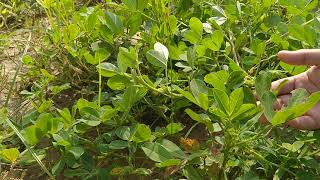 Groundnut  Peanut Field  Domail Jehlum  Arachis hypogea  Dr Naeem  Dr Sajid Ali [upl. by Znerol673]