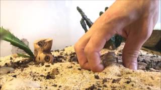 Desert Horned Lizard care and feeding [upl. by Atisor]