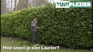 Hoe snoei je een Laurier  TUINPLEZIER [upl. by Aelat]