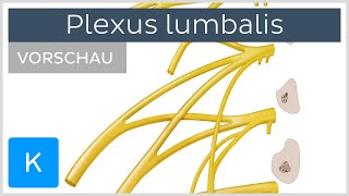 Plexus lumbalis Vorschau  Anatomie Äste und Funktion  Kenhub [upl. by Rutger273]