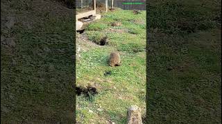 Interlaken Murmeltier Beautiful animals shorts Switzerland Travel [upl. by Frederique]