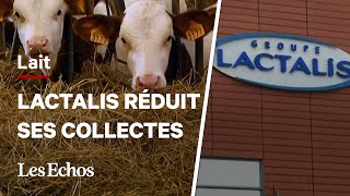 Pourquoi Lactalis va réduire sa collecte de lait en France [upl. by Kcaz]