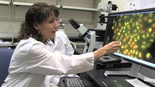 Cellular Stress RNA Metabolism and Aging  Myriam Gorospe NIH Scientist [upl. by Marieann]