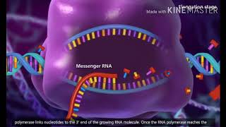 Transcription DNA to mRNA [upl. by Leahsim]