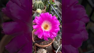 Echinocereus rigidissimus BloomsЦветет Echinocereus rigidissimusΆνθισε Echinocereus rigidissimus😱 [upl. by Norven392]