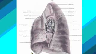 2 Mediastinal surface of Rt lung د  احمد مصطفى كمال [upl. by Il]