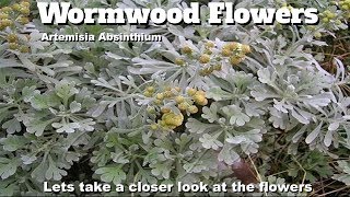 Artemisia absinthium flowers [upl. by Htepsle768]