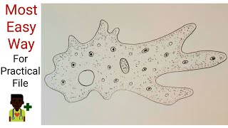 How to draw Amoeba  Easy way  For practical file [upl. by Eiggep407]