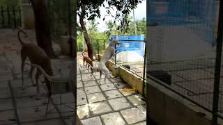 10months chippiparai dog aggression [upl. by Ziwot]