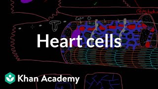 Heart cells up close  Circulatory system physiology  NCLEXRN  Khan Academy [upl. by Calla]