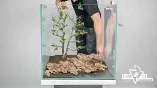 Aquarium einrichten voll einfach Bonsai Scape Aquascaping 🌿 [upl. by Idona338]