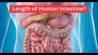 Discover the Shocking Truth About the Human Intestine Length [upl. by Iana195]