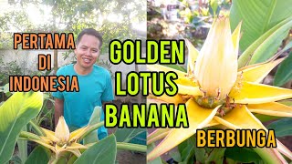 Golden Lotus Banana Berbunga di Jogja [upl. by Milly]