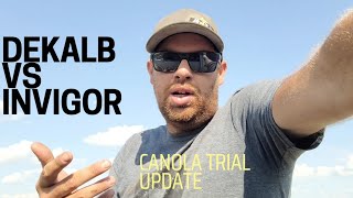 Invigor vs Dekalb canola trial mid season evaluation [upl. by Etnaihc677]