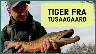 Tusaagaard Put and Take  Tigerørrede Fidusen Westin Escape Cam test Triple Tail Skull Gear [upl. by Eseerehs]