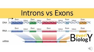 Introns vs Exons [upl. by Aivatnuhs753]