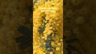 Wattle is Australias National Flower and heralds that spring is coming 🌼 wattle golden [upl. by Kareem]