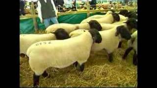 Suffolk Sheep KELSO SALE 2006 [upl. by Icul]