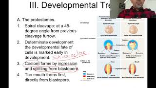 Protostomes and Deuterostomes [upl. by Ayet779]