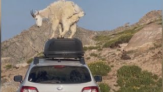 Mountain Goats Caught Stomping on Hikers Car [upl. by Eleira]