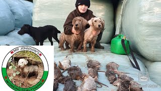 Ratting with terriers killing rats [upl. by Jeno]