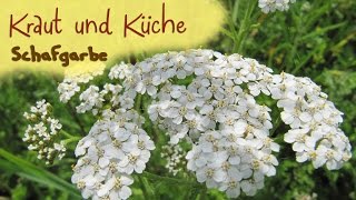 Schafgarbe  Kräuterkunde  Wildkräuter sammeln  Kräuterkurs  Kraut und Küche [upl. by Alyakam]