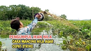 PENGUMPUL IKAN NILA  CARA MANCING NILA AGAR CEPAT STRIKE [upl. by Aieki376]