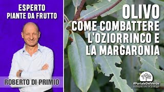 Come combattere loziorrinco e la margaronia dellolivo [upl. by Block]