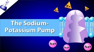 The SodiumPotassium Pump [upl. by Camellia654]