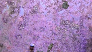 How to  Grow Coralline Algae 4K 👌 [upl. by Shwalb341]