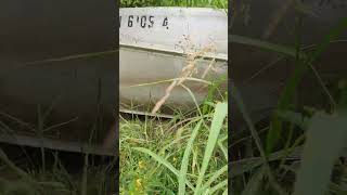 Black sticky sweet rice growing in Tennessee usayoutuber farming youtube youtubeshorts [upl. by Ettesoj]