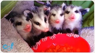 Baby Possums Eat Watermelon [upl. by Nirag]