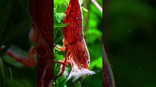 Bamboo shrimp  Atyopsis moluccensis [upl. by Azal917]