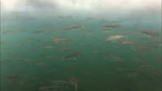 Alaska Ice Fishing for Smelt  Naknek River GoPro [upl. by Olecram149]