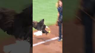 A tradition that is uniquely Auburn 🦅 Our first eagle flight at Plainsman Park wareagle eagle [upl. by Hobbs]