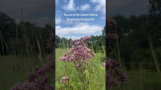 Want to be among the wildflowers You can at Eastern Native Grasslands Symposium ENGSymposiumorg [upl. by Addiel]