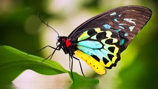 Beautiful Butterflies  relaxing meditation music and nature sounds🦋🦋🦋 [upl. by Asor]