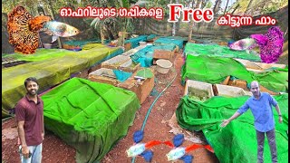 അഡാർ ഐറ്റം ഗപ്പികളുടെ ഫാം ഗപ്പികൾ Free ആയി കിട്ടുന്നു  Guppy Farm [upl. by Ji]