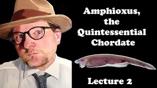 Lecture 2 Amphioxus the Quintessential Chordate [upl. by Goren19]