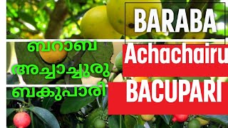 BARABA FRUIT PLANT ACHACHAIRU  BACUPARI ബറാബ  അച്ചാച്ചുരുബകുപാരി  V GREEN 2022 [upl. by Chatwin]