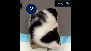 How to Measure Respiratory Breathing Rate in a Cat [upl. by Aylsworth312]