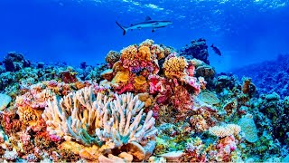 Snorkeling en Roatan Honduras Ruta en crucero [upl. by Riker]