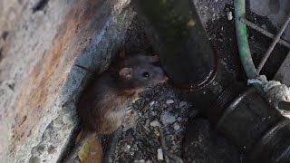 Officials Try to Curb Rat Problem at Famed Colosseum in Rome [upl. by Fleda]