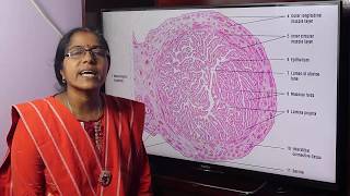 Lecture On Microscopic Structure Of Uterine Tube [upl. by Llecrup590]