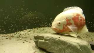 Astronotus Ocellatus Fry  6 days old [upl. by Tabib185]