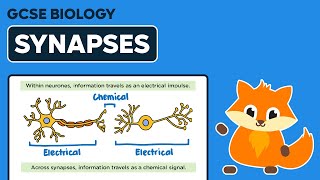 Synapses  GCSE Biology [upl. by Nnylidnarb]